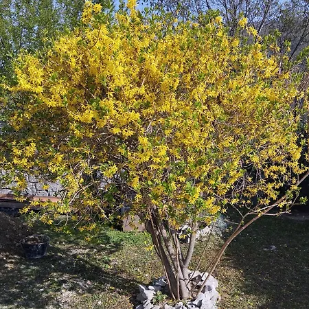 Daal Appartement Roč