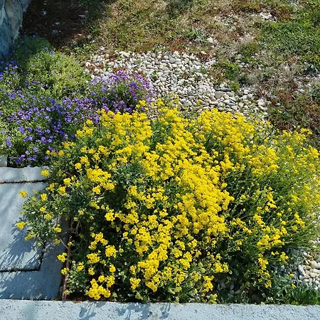 Apartament Daal Roč